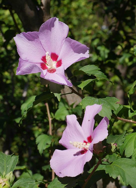 10_hibiscus_syriacus1010048w