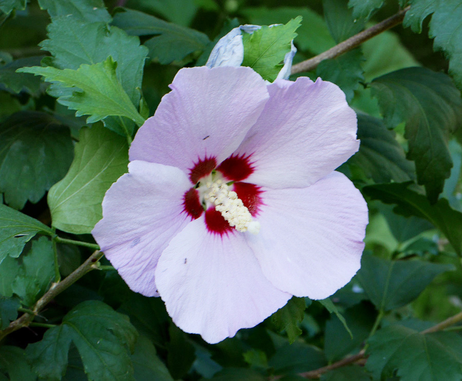 10_hibiscus_syriacus1010048w