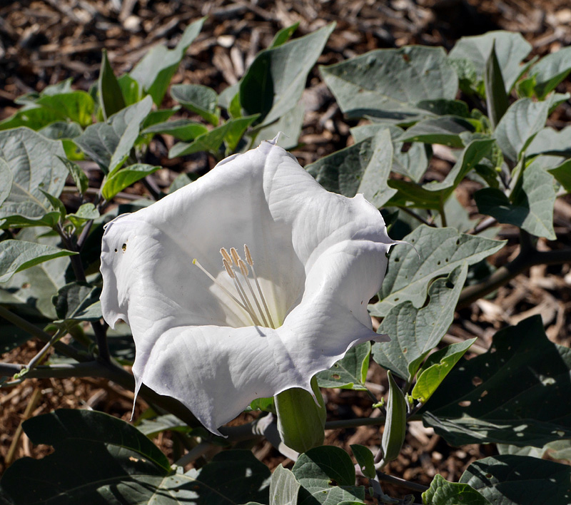 11_datura_wrightii1000961w