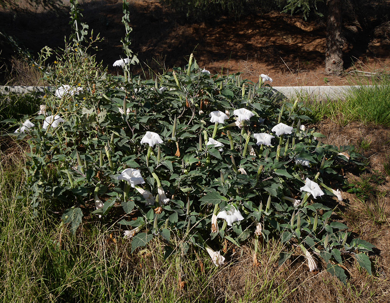 11_datura_wrightii1000961w