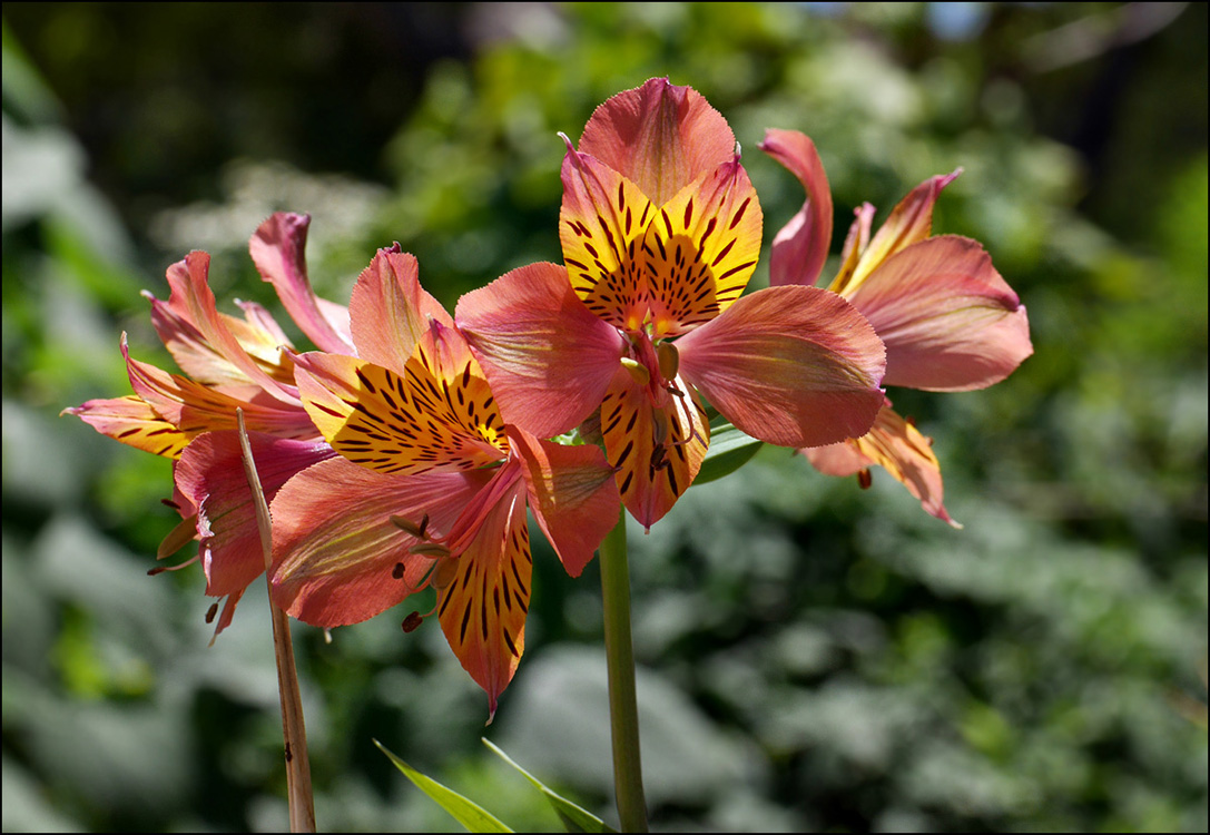 13_alstroemeria_aurea1000719dpr