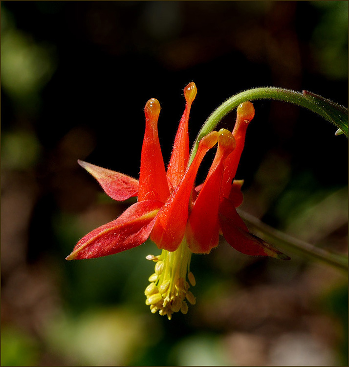 15_aquilegia_formosa1010040dpr