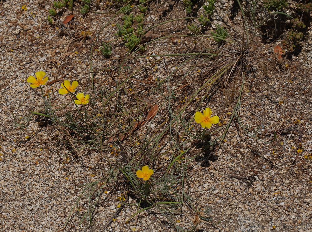 16_eschscholzia_californica1000688w