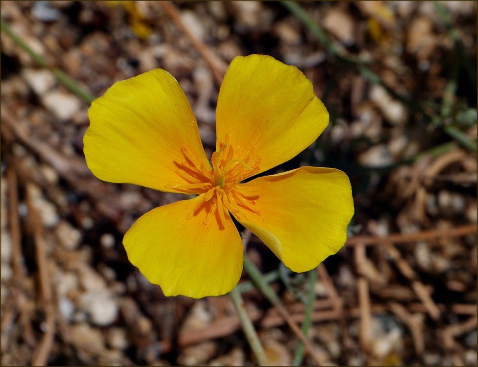 16_eschscholzia_californica1000688w