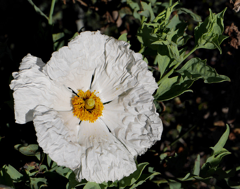 18_romneya_coulteri1000939w