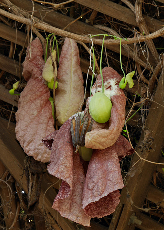 19_aristolochia1000852w