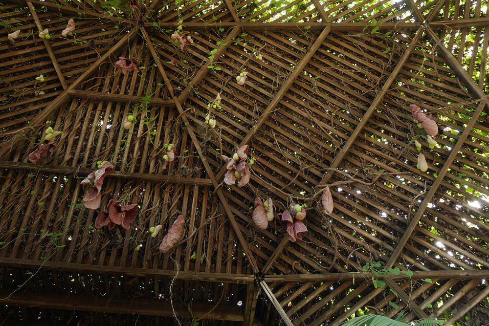 19_aristolochia1000852w