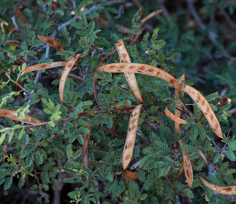 20_calliandra_eriophylla1000921w