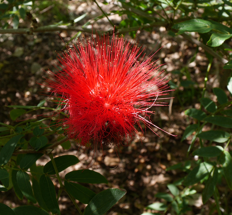 21_!calliandra_haematocephala_cv1000868w