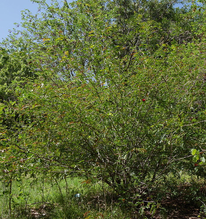 21_!calliandra_haematocephala_cv1000868w