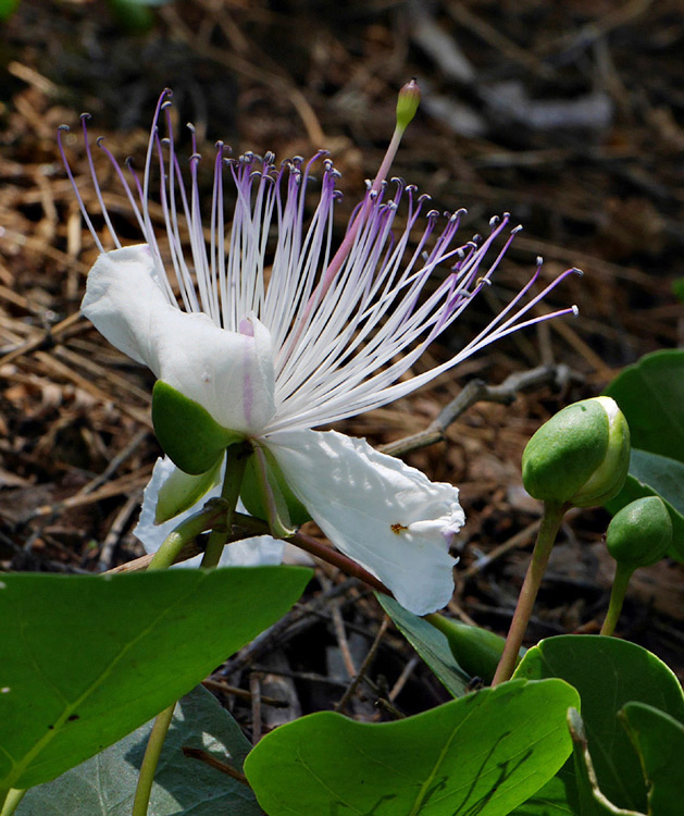 23_capparis_spinosa1000748w