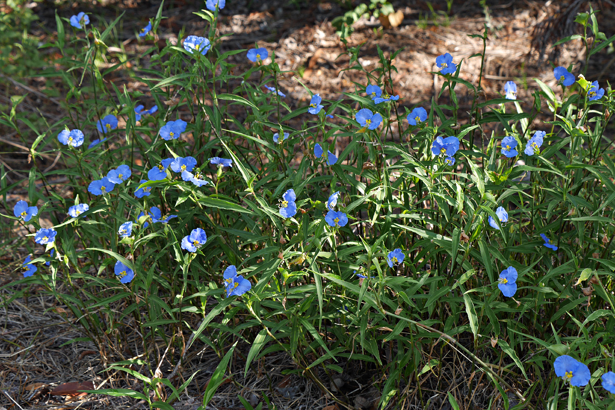 24_commelina_erecta1000714w