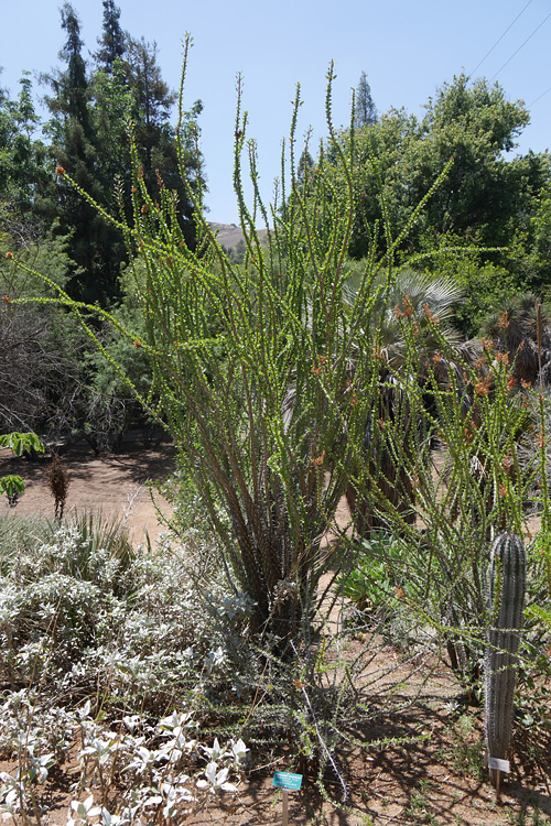 26_fouquieria_splendens1000676w