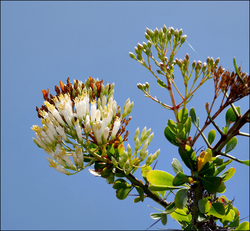 27_fouquieria_fasciculata1000666-