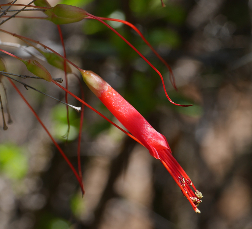 28_fouquieria_macdougalii1000682w