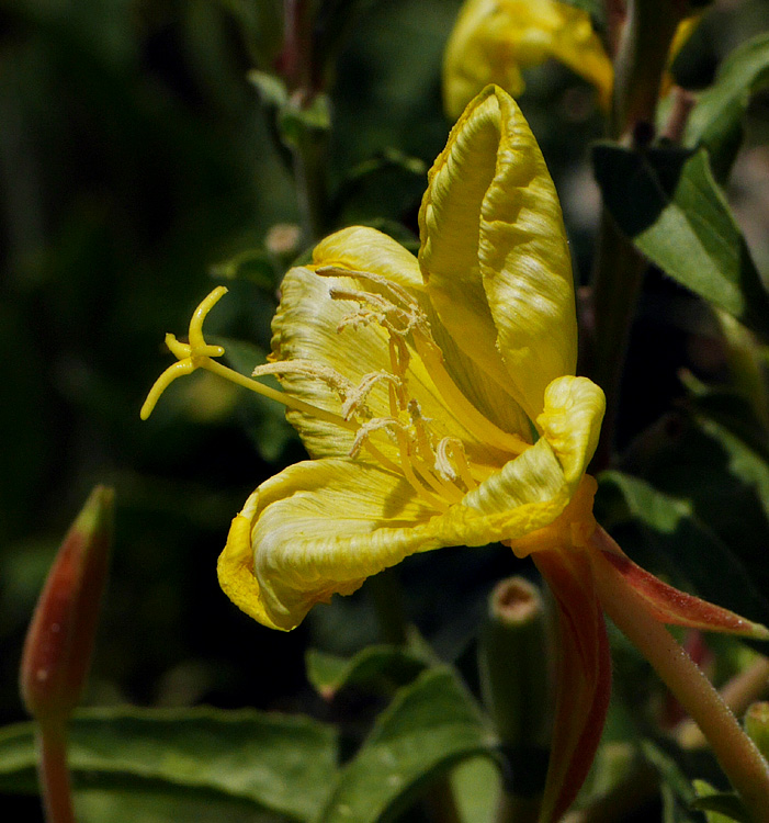 29_oenothera_hookeri1000766w