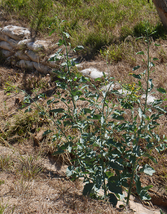 31_nicotiana_glauca1000764w