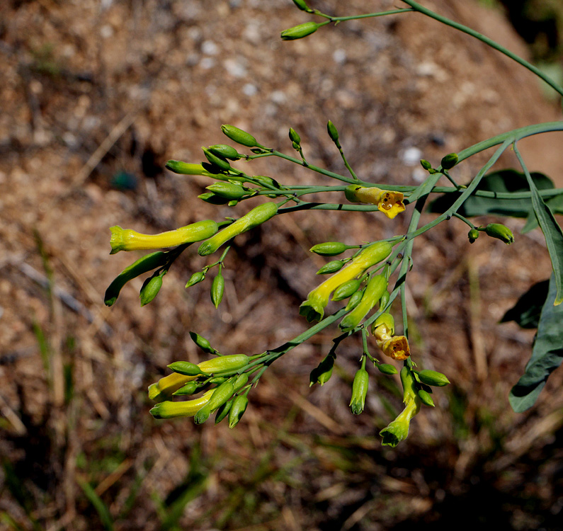 31_nicotiana_glauca1000764w