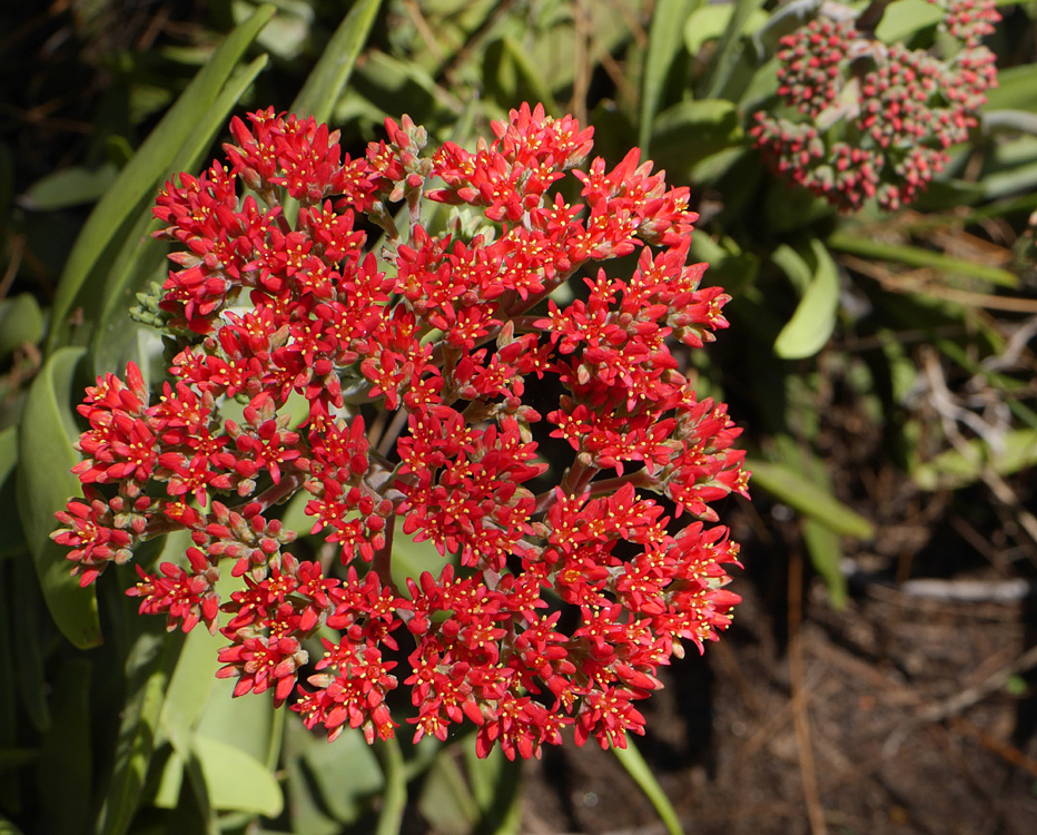 32_crassula_perfoliata1000687w