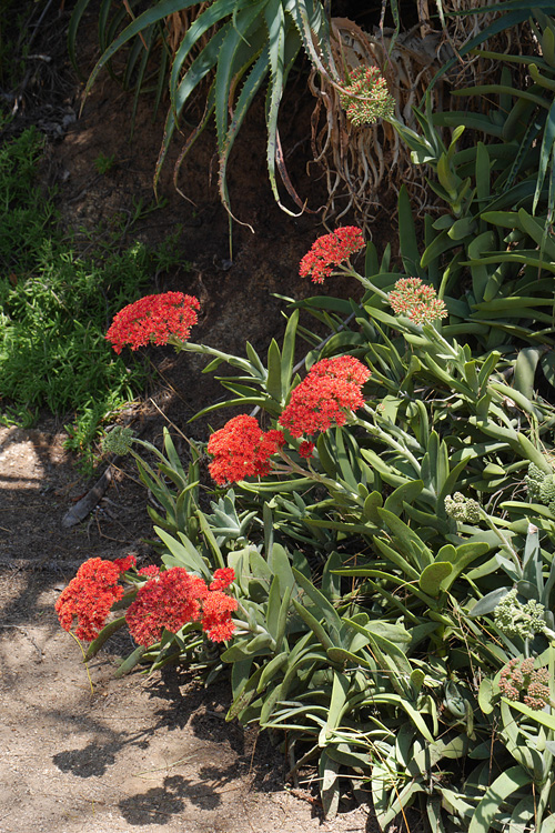 32_crassula_perfoliata1000687w