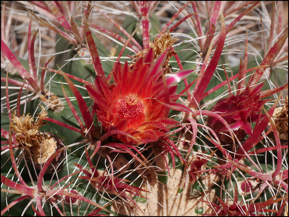 33_ferrocactus_gracilis1000654-