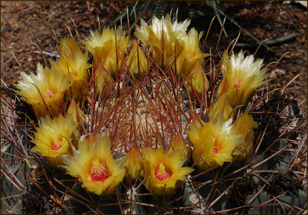 34_ferrocactus_emoryi1000658-