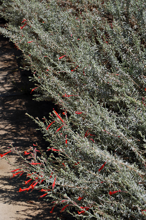 38_epilobium_canum1000696w