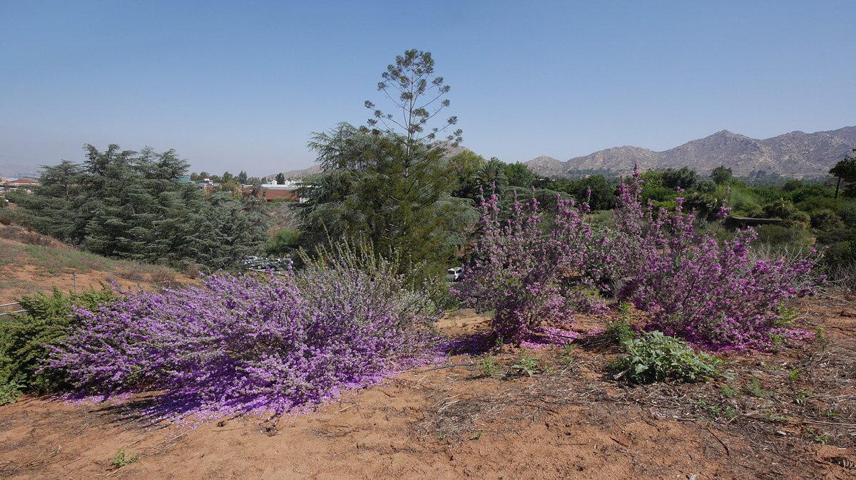 40_leuophyllum_frutescens_cv1000879w