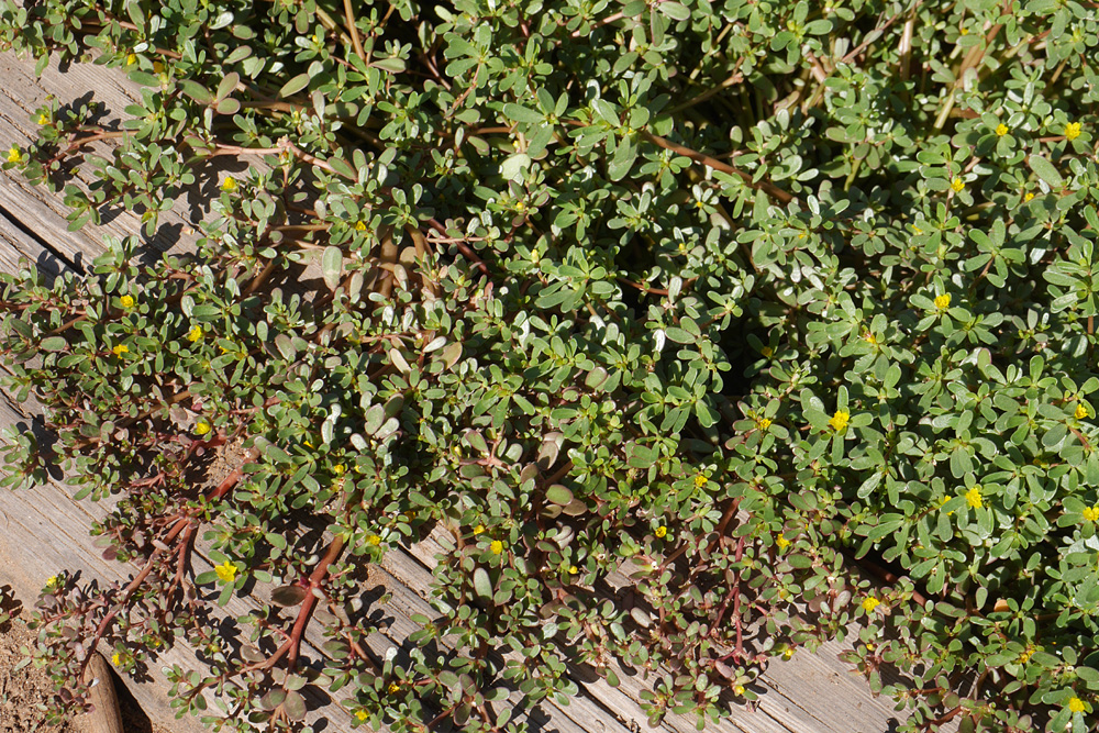 41_portulaca_oleracea1000968w