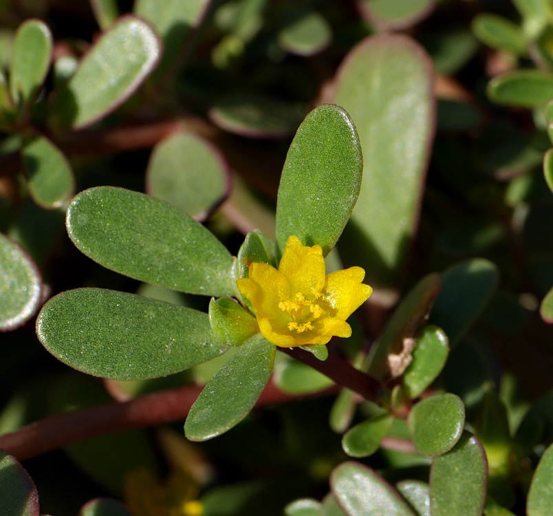 41_portulaca_oleracea1000968w