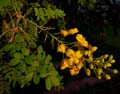 03_caesalpinia_mexicana1000803w