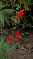 07_salvia_coccinea1000632w