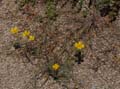 16_eschscholzia_californica1000688w