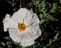 18_romneya_coulteri1000939w