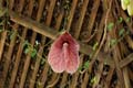 19_aristolochia1000852w