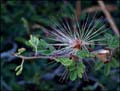 20_calliandra_eriophylla1000921w