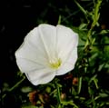 22_calystegia_microstegia1000974w