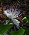 23_capparis_spinosa1000748w