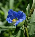 24_commelina_erecta1000714w