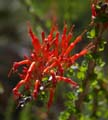 26_fouquieria_splendens1000676w