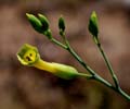 31_nicotiana_glauca1000764w