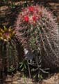 33_ferrocactus_gracilis1000654-