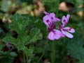 44_pelargonium_quercifolium1010015w