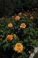 45_rosa1000704-