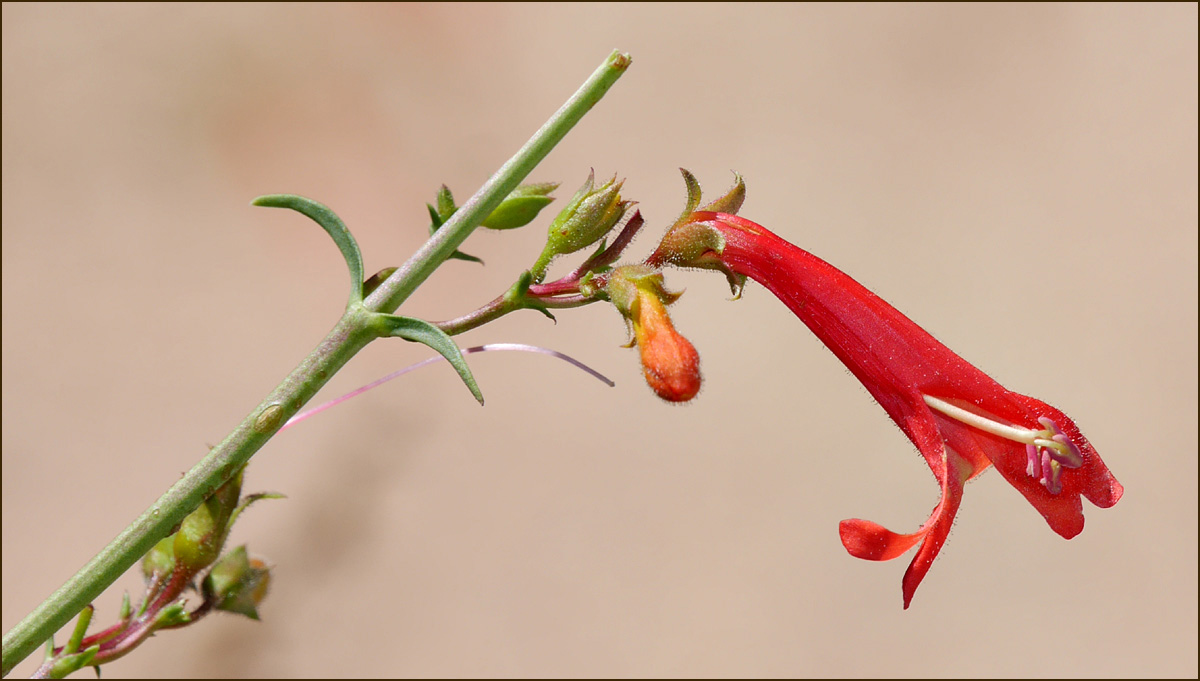 08penstemon_rostriflorus1010680w