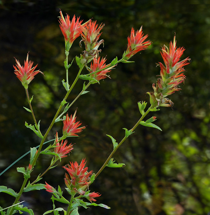 09castilleja_miniata1010702w