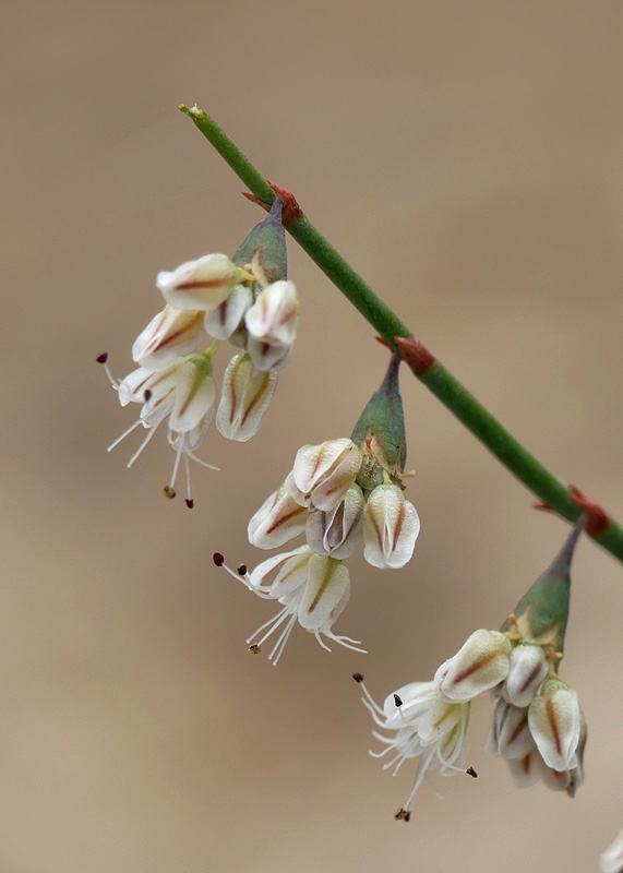 13eriogonum1270400w