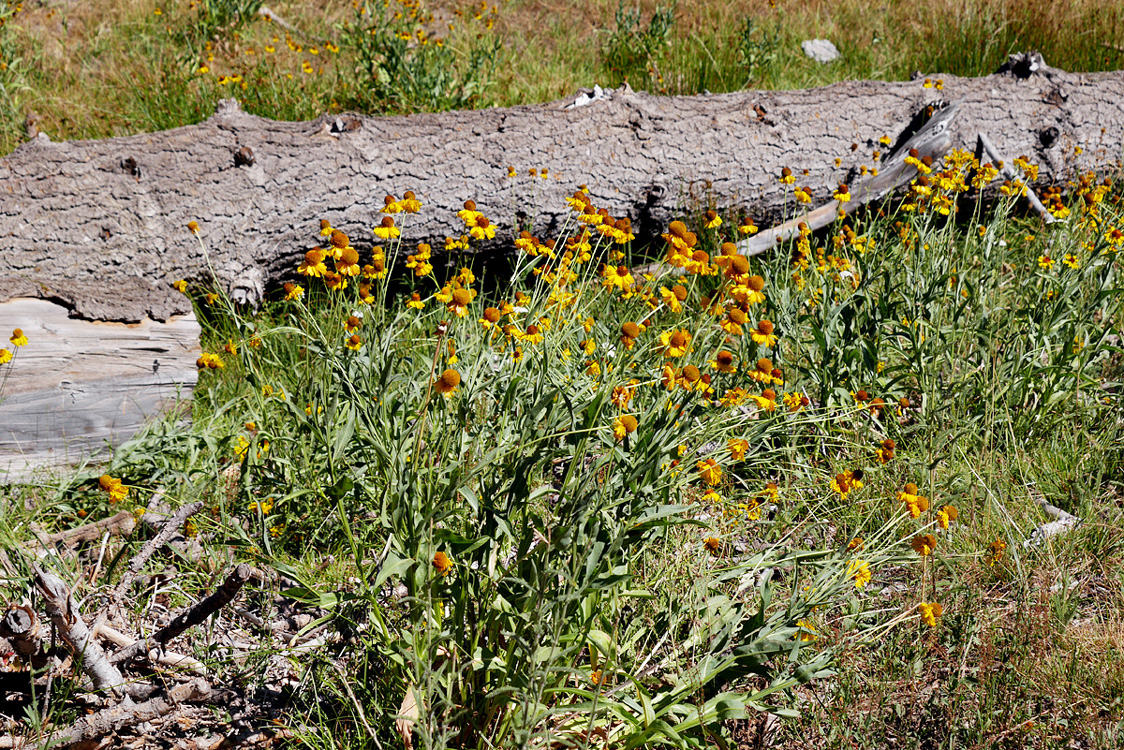 14helenium_bigelovii1010529w