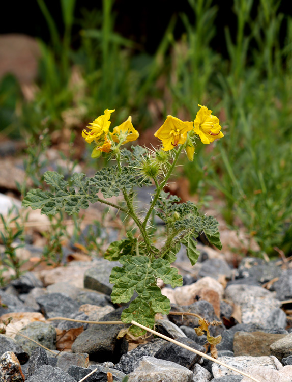 16solanum_rostratum1010609w