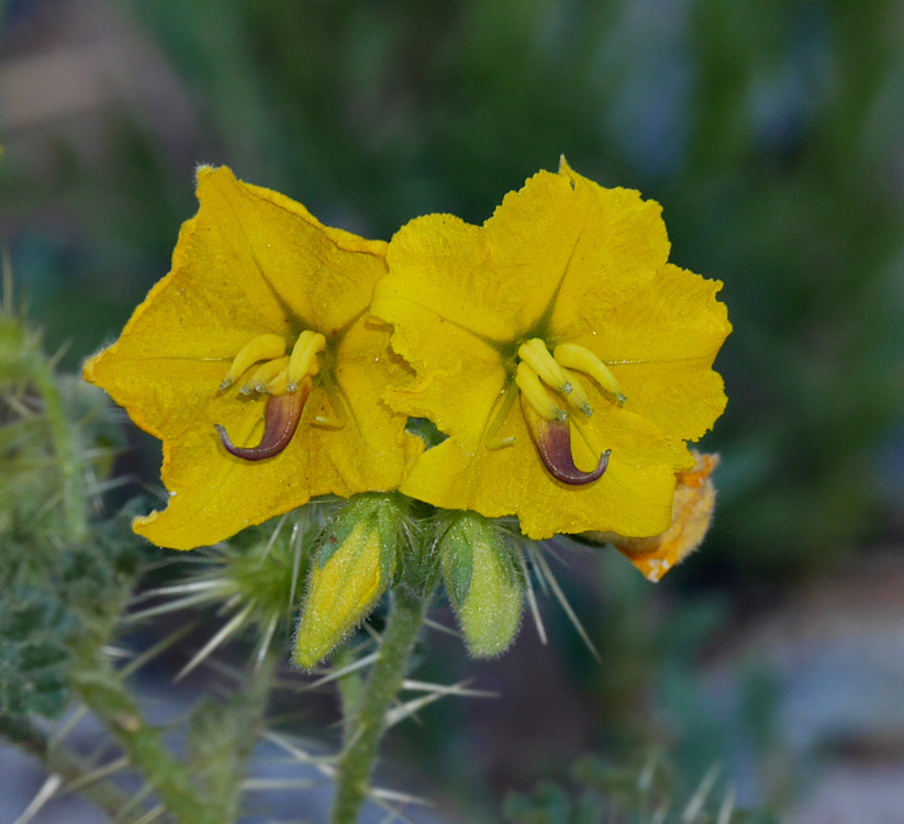 16solanum_rostratum1010609w